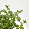 MENTA CULINARIA MACETA 11CM
