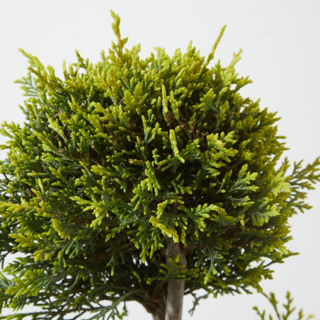 CUPRESSOCYPARIS CASTLEWELLAND GOLD POMPONES MACETA 23CM