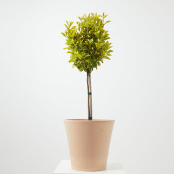 EVONIMUS JAPONICUS MINI ARBOLITO MACETA 23CM