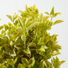 EVONIMUS JAPONICUS MINI ARBOLITO MACETA 23CM