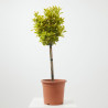 EVONIMUS JAPONICUS MINI ARBOLITO MACETA 23CM
