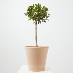 ACEBO ALASKA MINI ARBOLITO MACETA 23CM