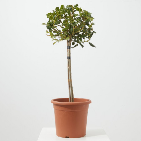ACEBO ALASKA MINI ARBOLITO MACETA 23CM