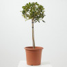 ACEBO ALASKA MINI ARBOLITO MACETA 23CM