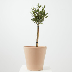 LAUREL MINI ARBOLITO MACETA 23CM