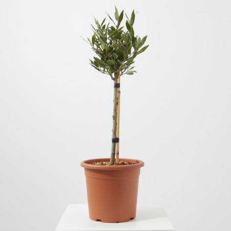 LAUREL MINI ARBOLITO MACETA 23CM