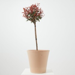 PHOTINIA FRASERI CARRE' ROUGE  LV 9 MINI ARBOLIT