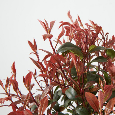 PHOTINIA FRASERI CARRE' ROUGE  LV 9 MINI ARBOLIT