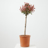 PHOTINIA FRASERI CARRE' ROUGE  LV 9 MINI ARBOLIT