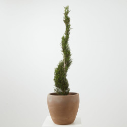 CUPRESSOCYPARIS PIRÁMIDE MACETA 25ØCM