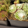 SEDUM SEPERVIVUM 6 UDS