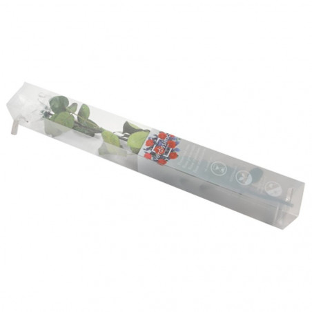 ROSA ETERNA (VARIOS COLORES)