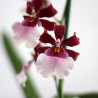 ORQUIDEAS - SURTIDO VARIADO - MACETA 12CM