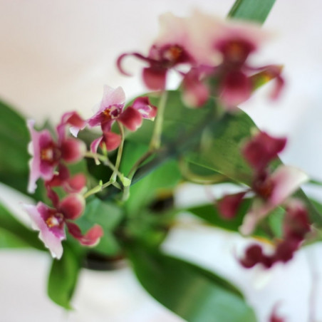 ORQUIDEAS - SURTIDO VARIADO - MACETA 12CM