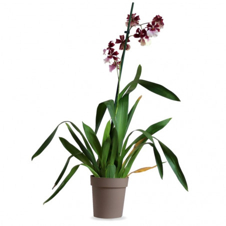 ORQUIDEAS - SURTIDO VARIADO - MACETA 12CM