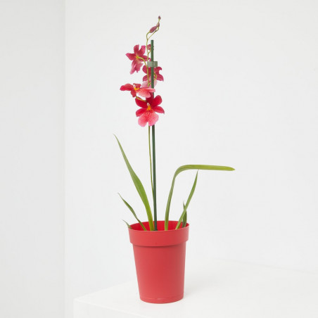 ORQUIDEAS - SURTIDO VARIADO - MACETA 12CM