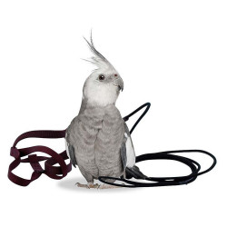 ARNES PAJARO AVIATOR ROJO