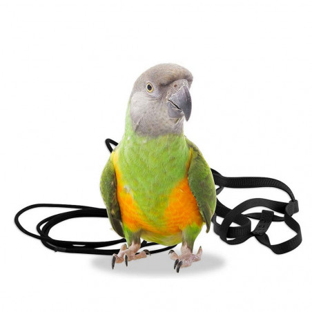 ARNES PAJARO AVIATOR ROJO