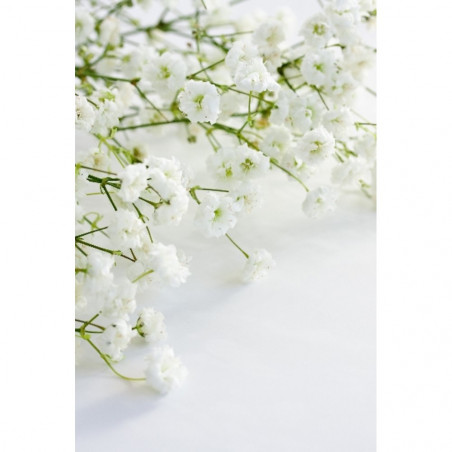 PANICULATA