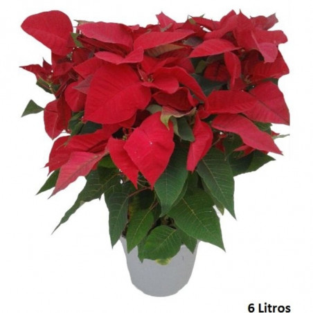 FLOR DE PASCUA POINSETTIA