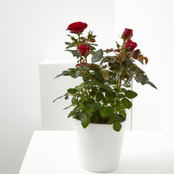 ROSAL MINI MACETA 13CM