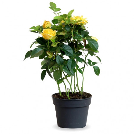 ROSAL MINI MACETA 13CM