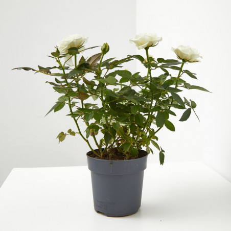 ROSAL MINI MACETA 13CM