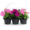 PETUNIA 6 UDS 