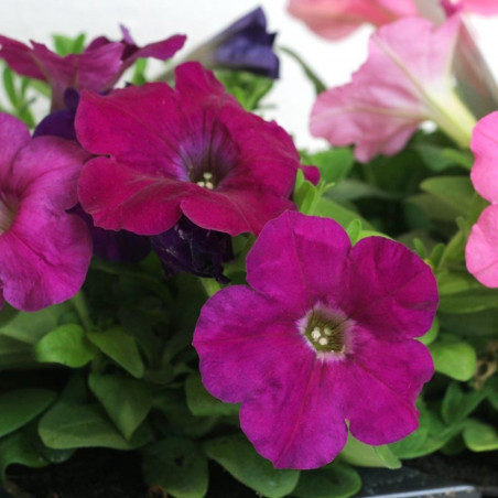 PETUNIA 6 UDS 
