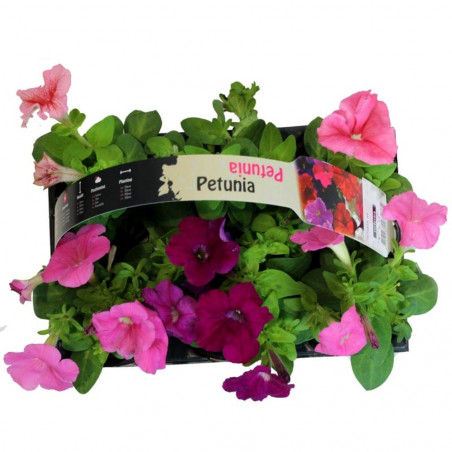 PETUNIA 6 UDS 