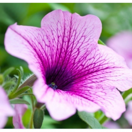 PETUNIA 6 UDS 