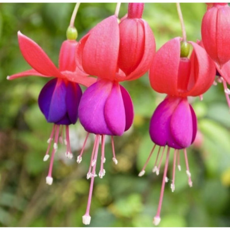 FUCHSIA MACETA 11CM