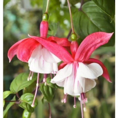 FUCHSIA MACETA 11CM