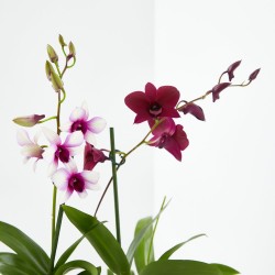 ORQUÍDEA DENDROBIUM 1 TALLO MACETA 12CM