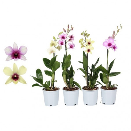 ORQUÍDEA DENDROBIUM 1 TALLO MACETA 12CM
