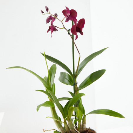 ORQUÍDEA DENDROBIUM 1 TALLO MACETA 12CM