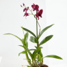 ORQUÍDEA DENDROBIUM 1 TALLO MACETA 12CM