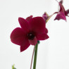 ORQUÍDEA DENDROBIUM 1 TALLO MACETA 12CM