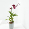 ORQUÍDEA DENDROBIUM 1 TALLO MACETA 12CM