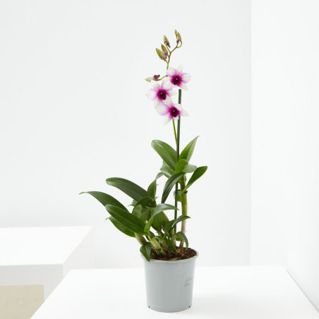 ORQUÍDEA DENDROBIUM 1 TALLO MACETA 12CM