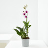 ORQUÍDEA DENDROBIUM 1 TALLO MACETA 12CM