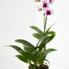 ORQUÍDEA DENDROBIUM 1 TALLO MACETA 12CM