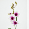 ORQUÍDEA DENDROBIUM 1 TALLO MACETA 12CM
