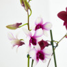 ORQUÍDEA DENDROBIUM 1 TALLO MACETA 12CM