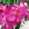 ORQUIDEA ARTIFICIAL PHALAENOPSIS FUCSIA 25CM
