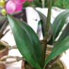 ORQUIDEA ARTIFICIAL PHALAENOPSIS FUCSIA 25CM