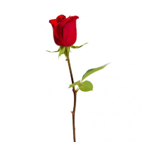 ROSA TALLO 40/50