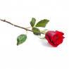 ROSA TALLO 40/50