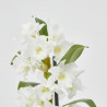 ORQUÍDEA DENDROBIUM NOBILE BLANCA 1 TALLO MACETA 12CM