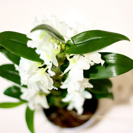 ORQUÍDEA DENDROBIUM NOBILE BLANCA 1 TALLO MACETA 12CM